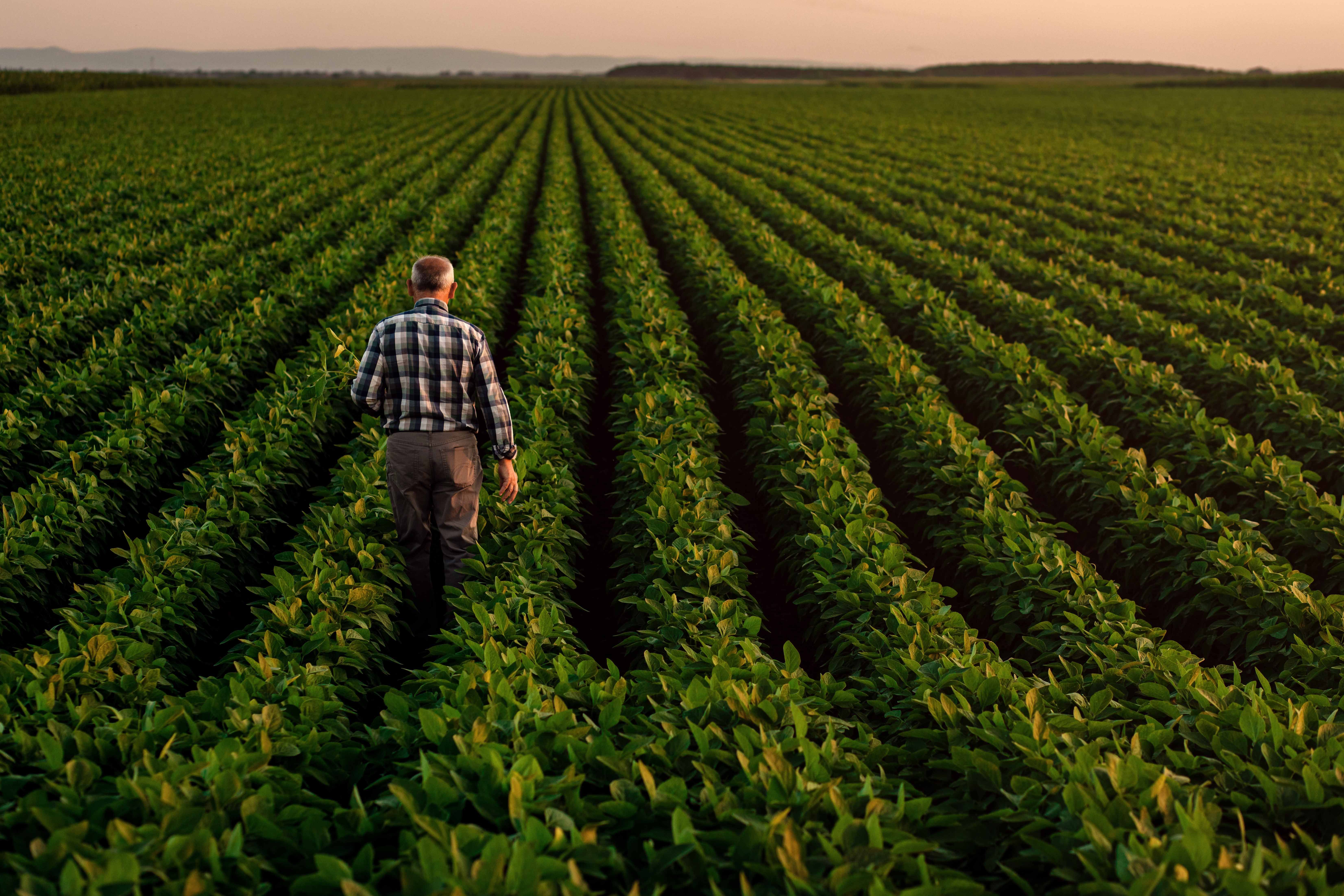 crop field